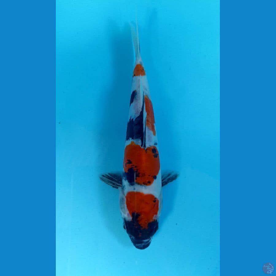 maruten showa doit 20cm