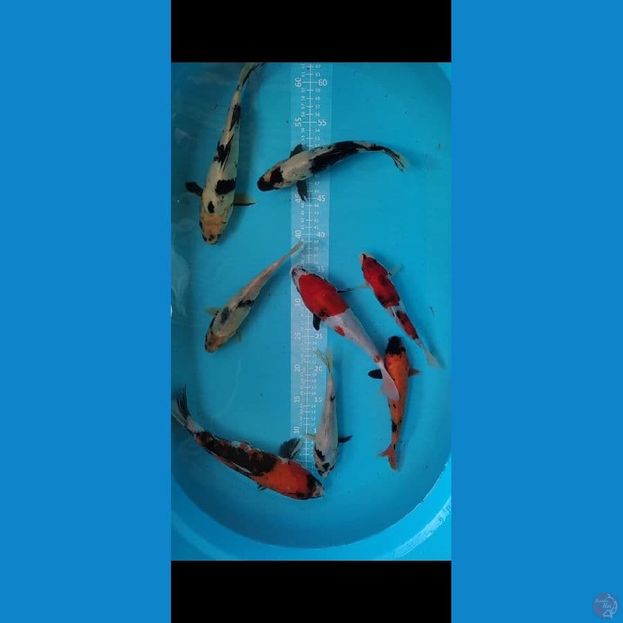 Showa Shiro 20-30cm 8 ekor