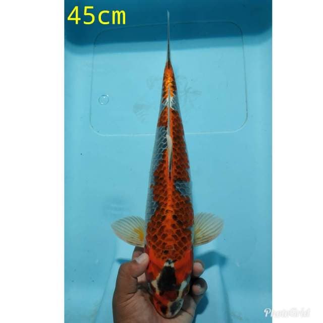 Inomsia ginga gujaku
