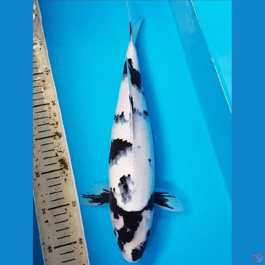 TATEGOI SHIRO 35 CM
