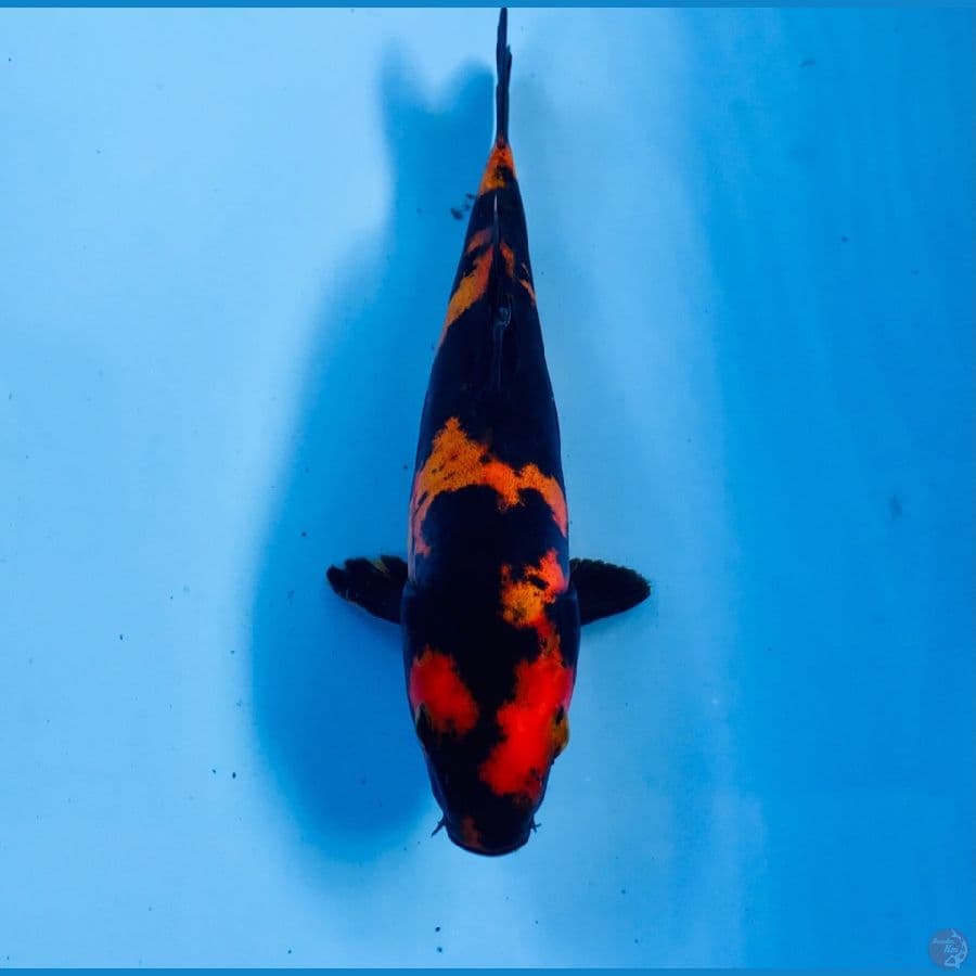 utsuri doitsu, 20 cm