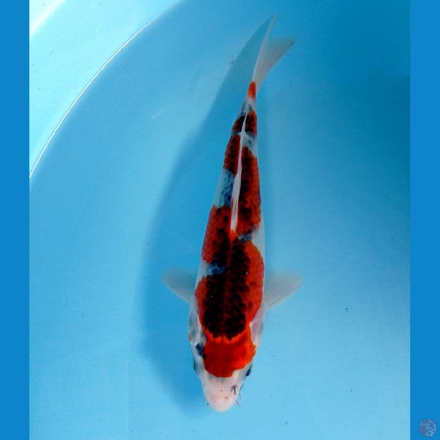 goshiki inazuma 21 cm