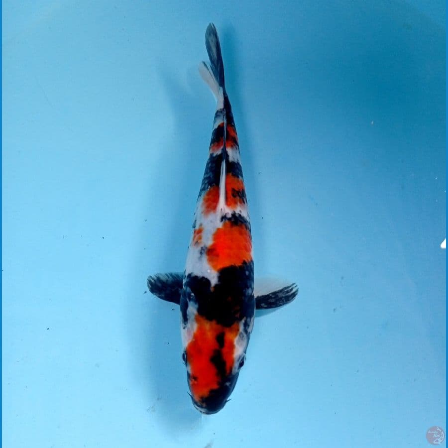showa 21 cm