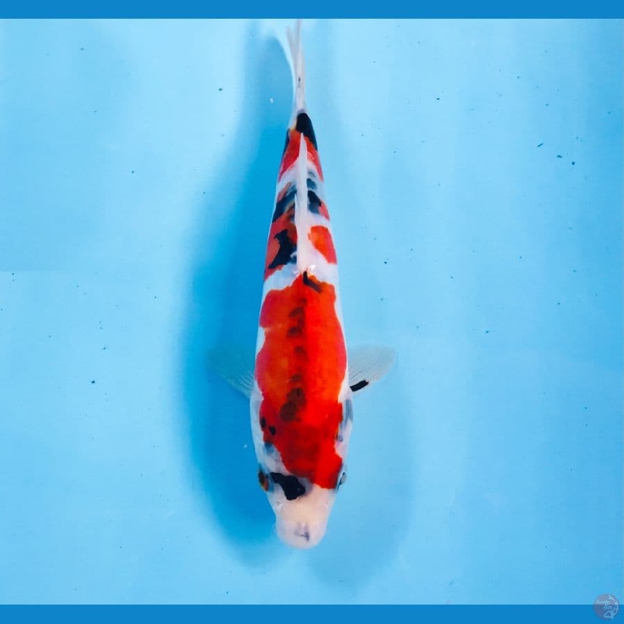showa doitsu, 19 cm