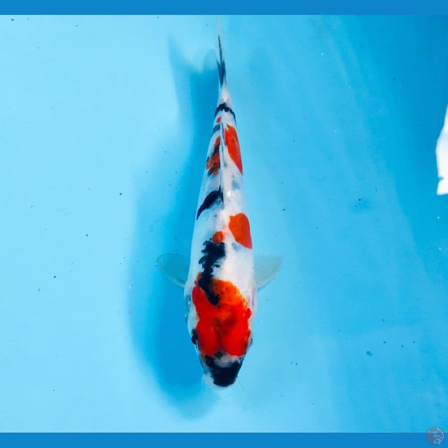 showa doitsu, 15 cm