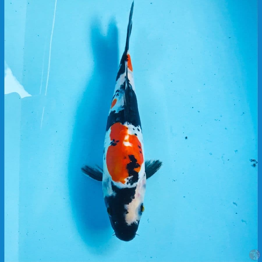 showa doitsu, 20 cm