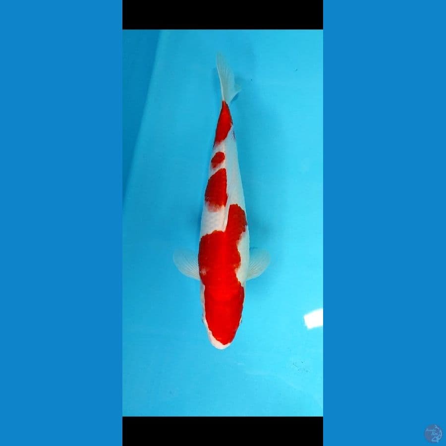 kohaku 32 cm ,, original