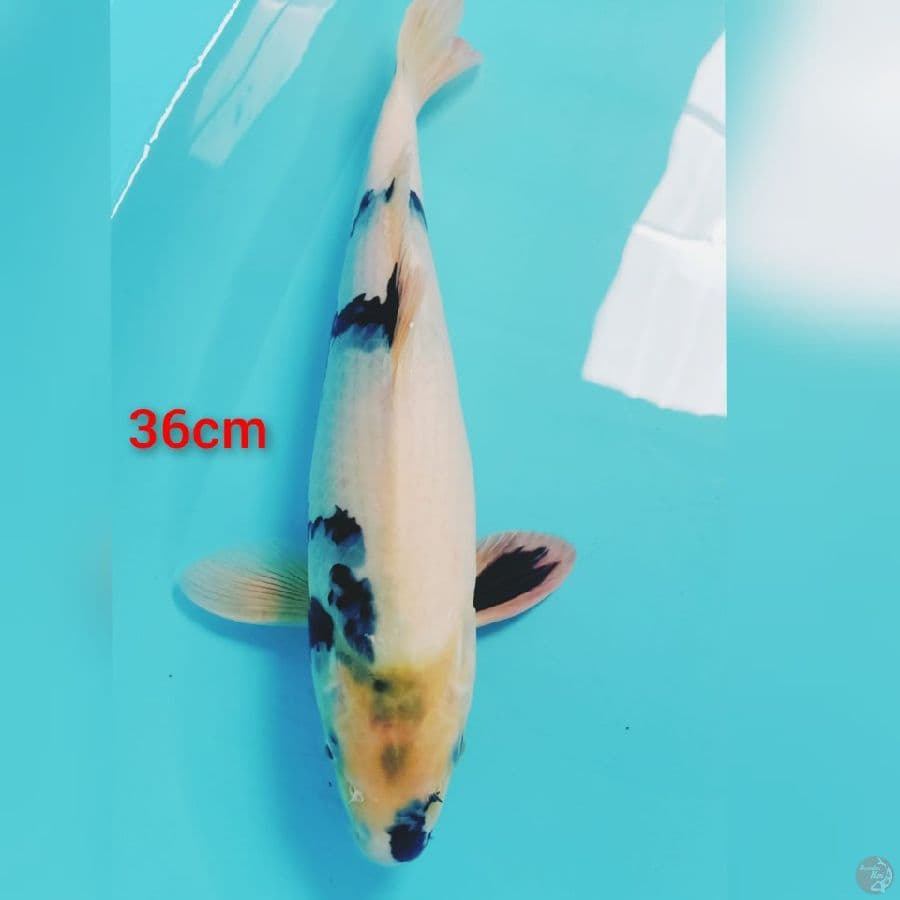 shiro tategoi 36 cm female