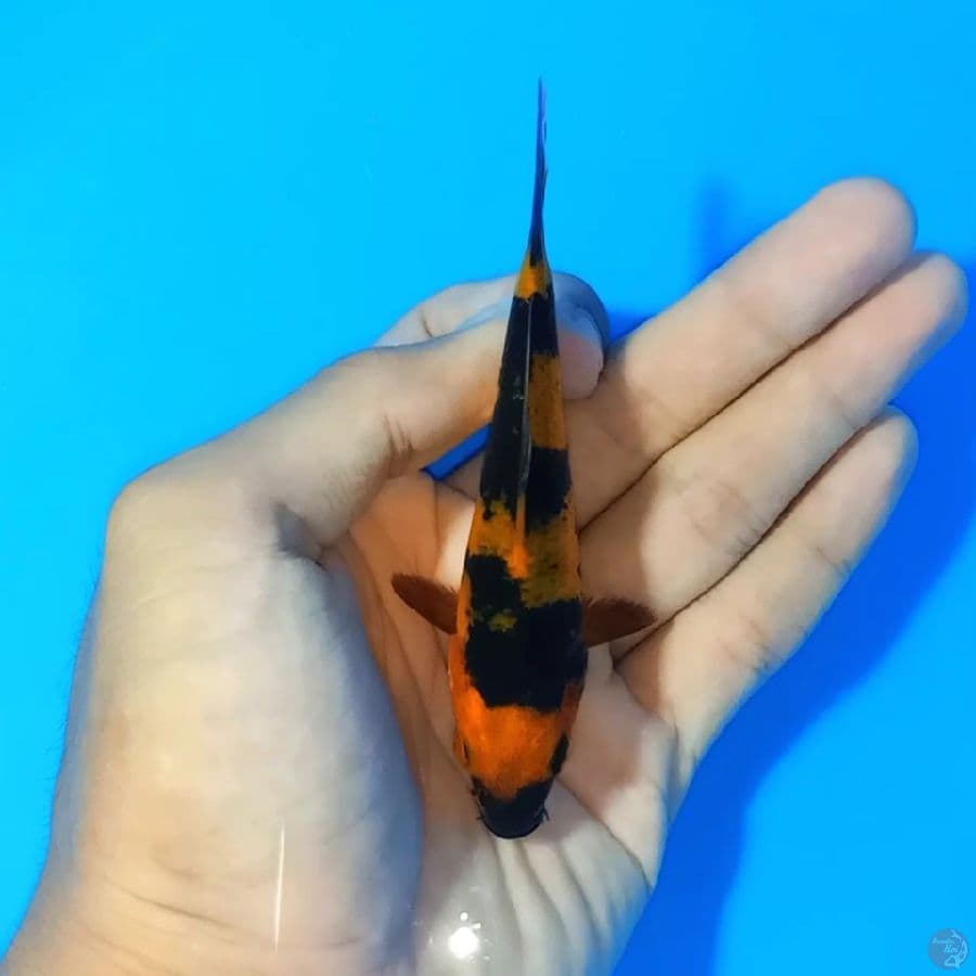 Hiutsuri 10cm