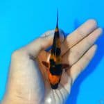 Hiutsuri 10cm