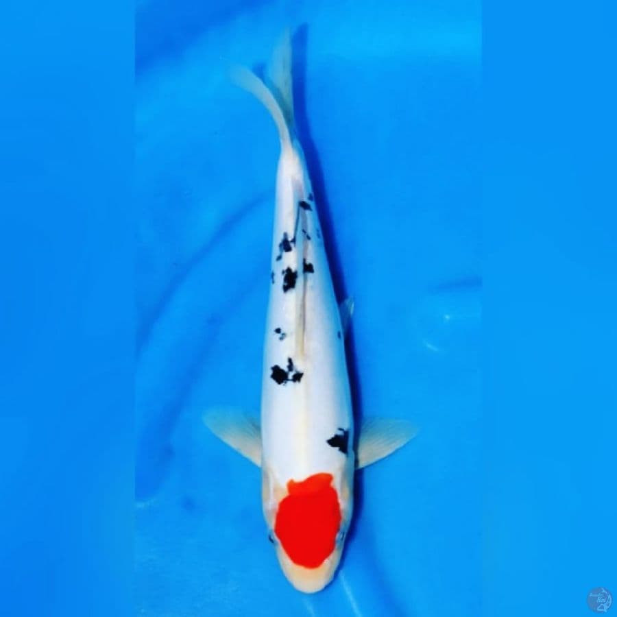 tancho doitsu sanke 30cm