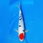 tancho doitsu sanke 30cm
