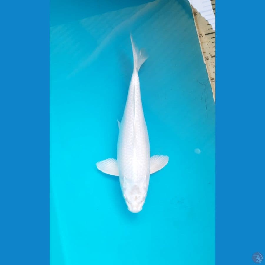 Platinum ogon 34cm /F