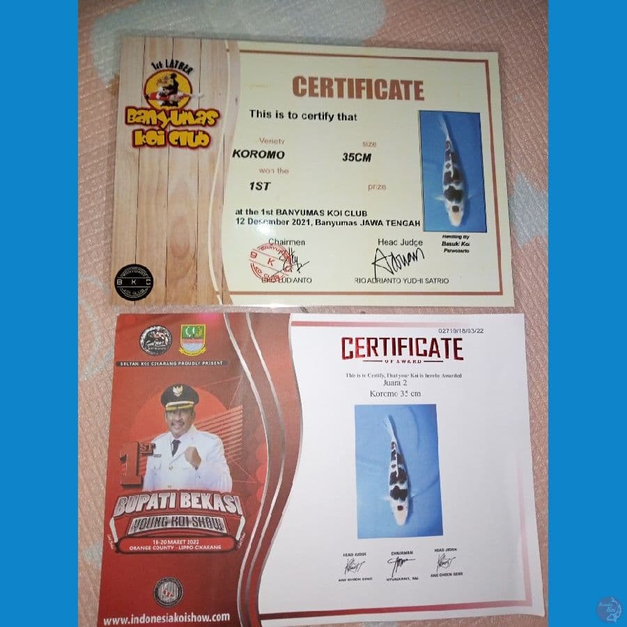 budo goromo SQ juara 35cm