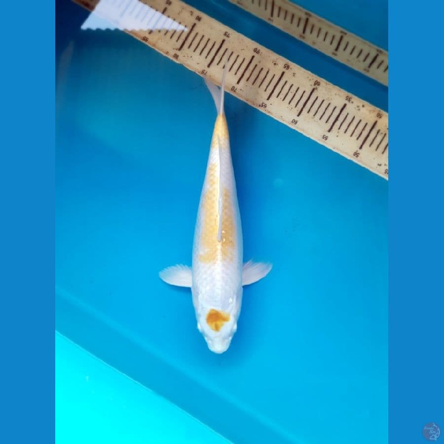 Maruten hariwake 42cm /F