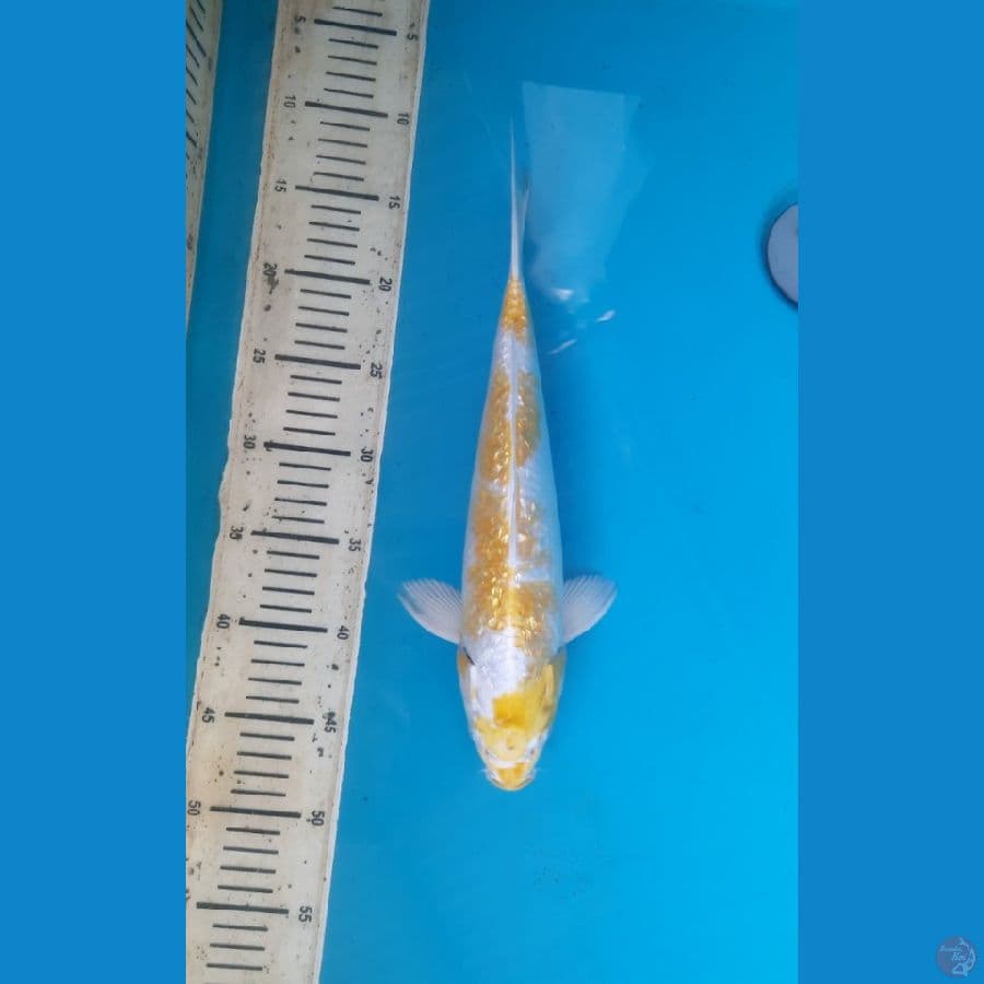 Ginrin hariwake 32cm /F