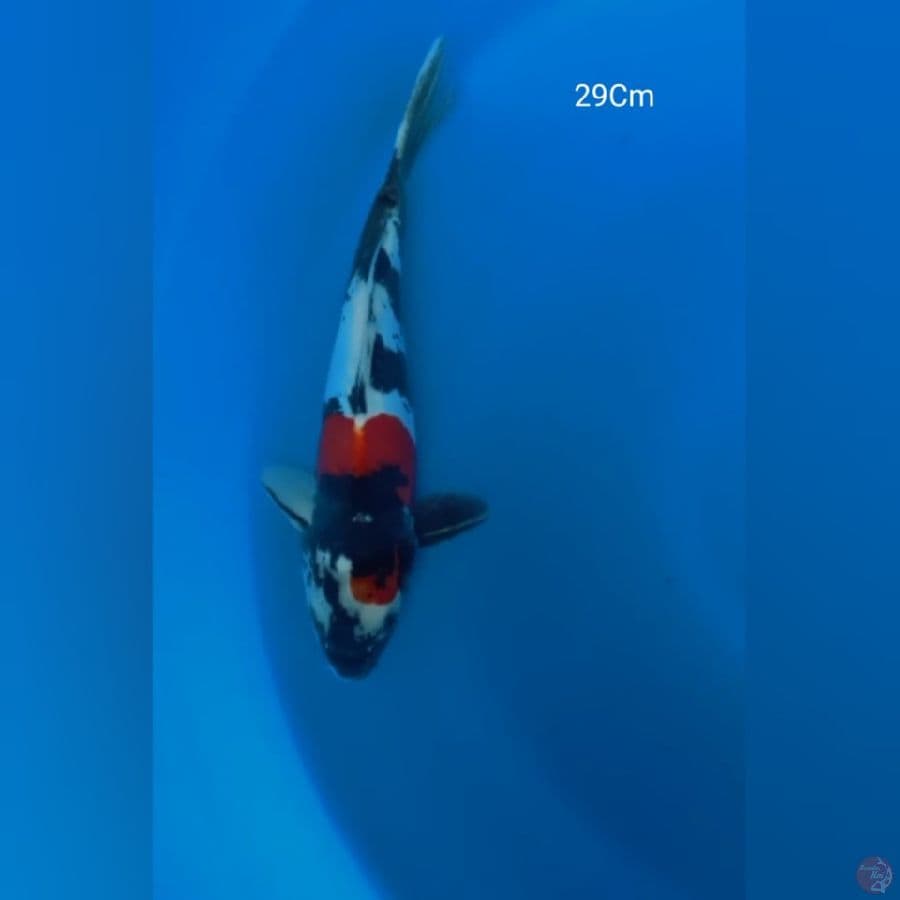 Showa Doitsu 29Cm