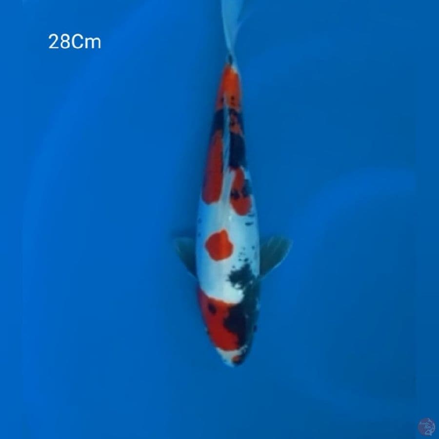 Showa Doitsu 28Cm