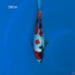 Showa Doitsu 28Cm