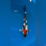 Showa Doitsu 34Cm