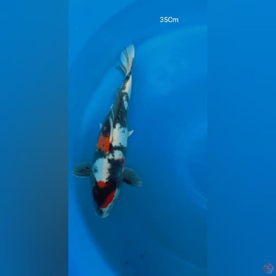 Showa Doitsu 35Cm