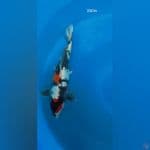 Showa Doitsu 35Cm