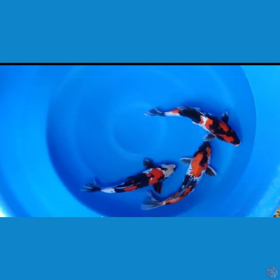 Showa Doitsu 29-30Cm