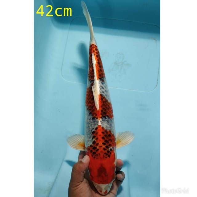 Sandan kujaku super merah