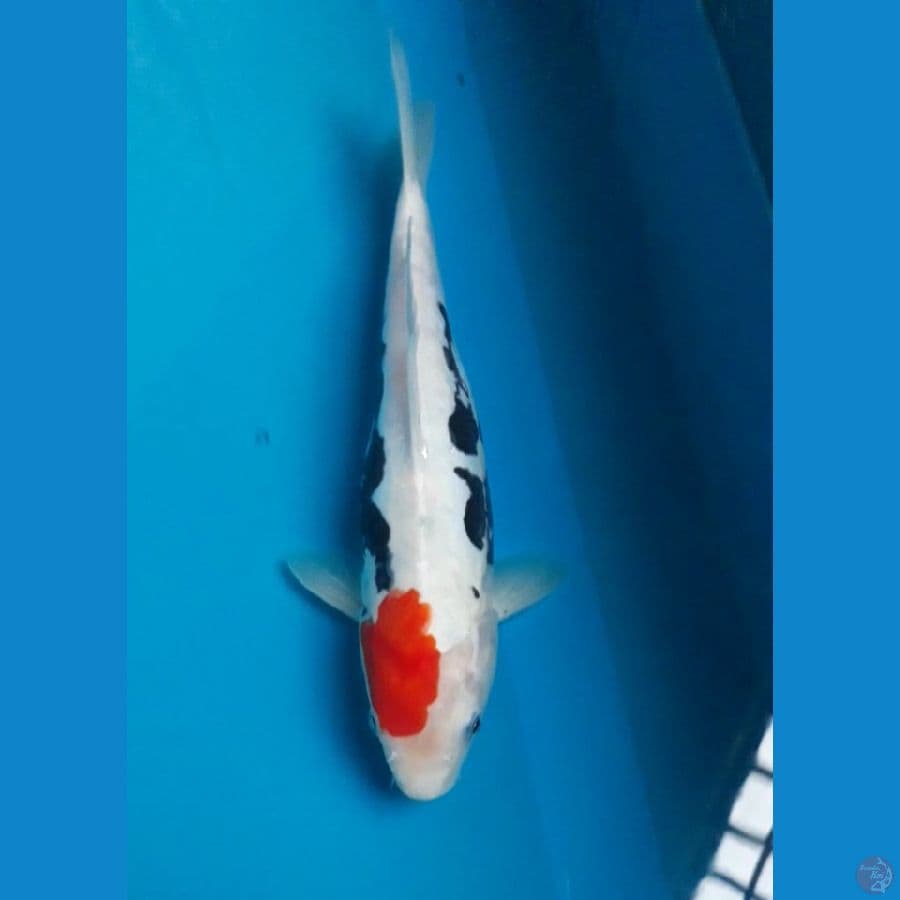 Kumonryu 32 cm