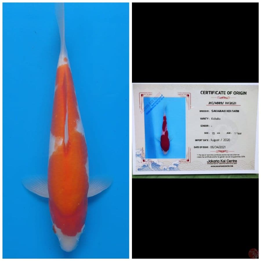 Sakamaki Kohaku