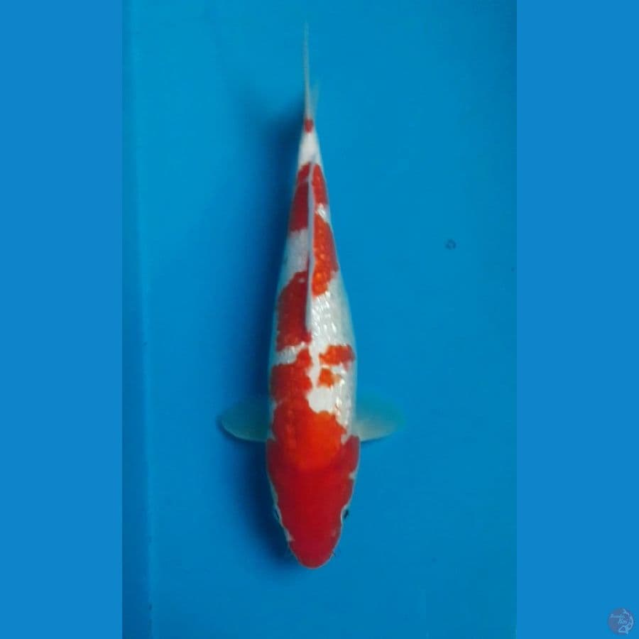 Kohaku Ginrin 32 cm