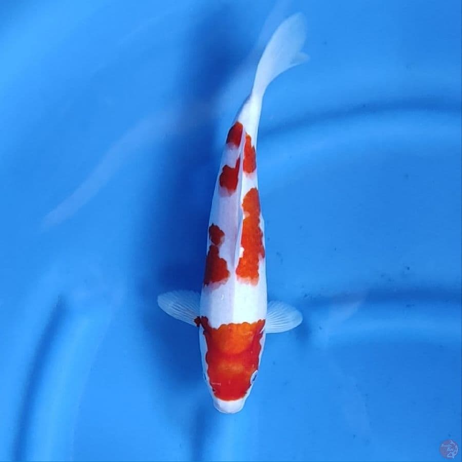30CM # KOHAKU