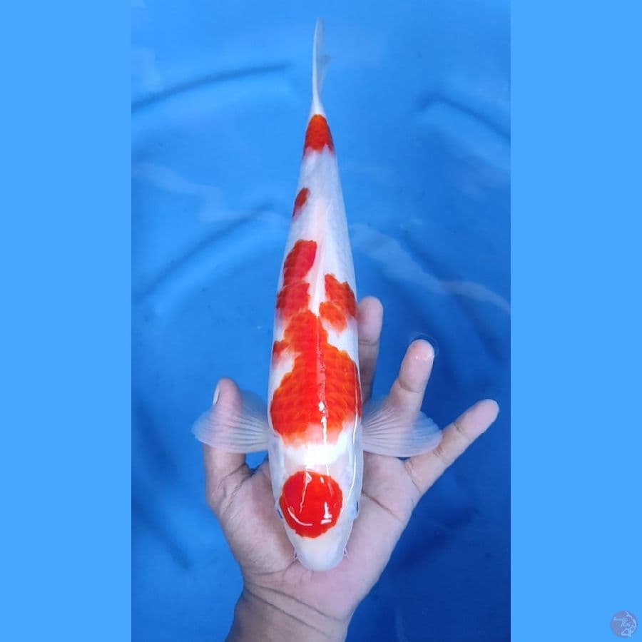 35CM # KOHAKU MARUTEN MALE