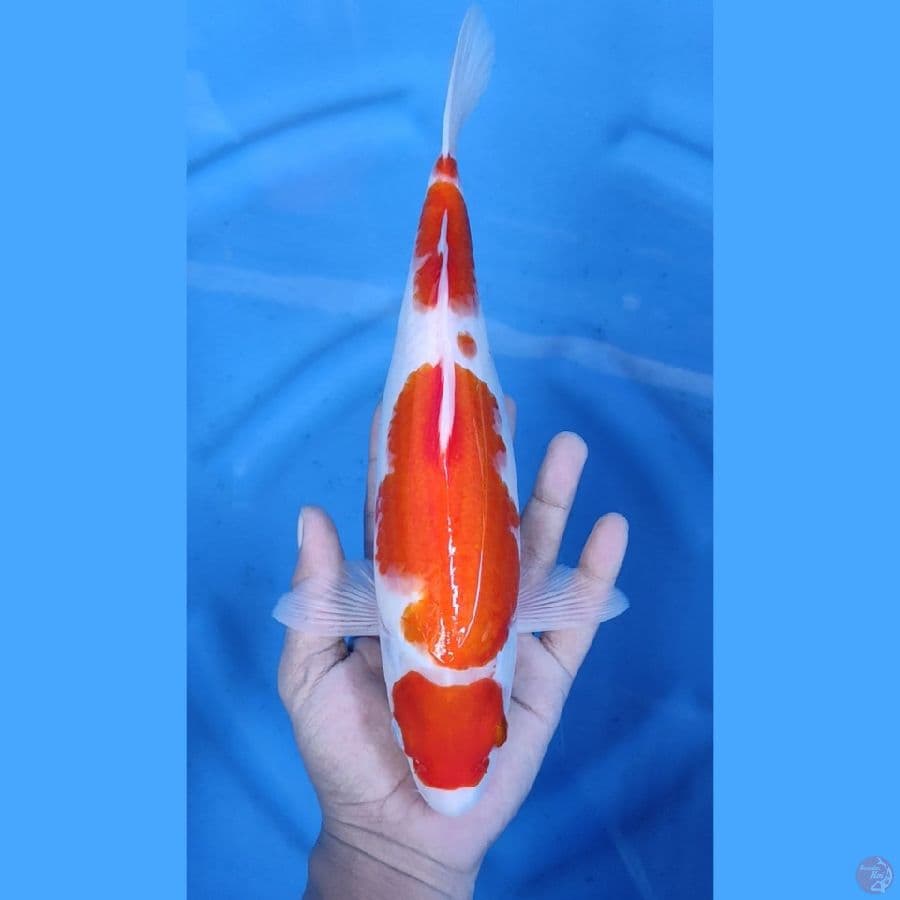 31CM # MARUTEN KOHAKU ORI