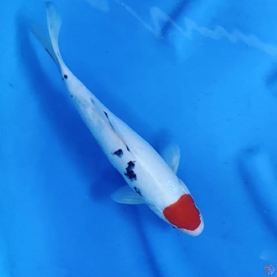 31CM # TANCHO SANKE ORI