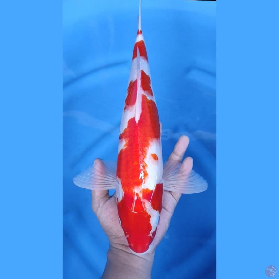 41CM # JUMBO KOHAKU