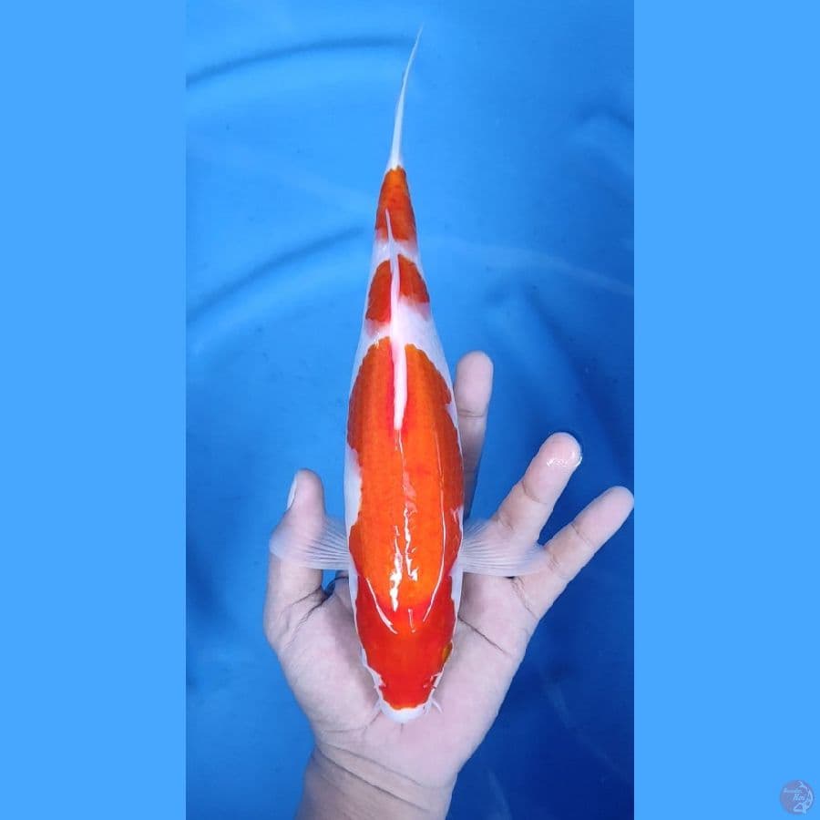 31CM # KOHAKU ISTIMEWA