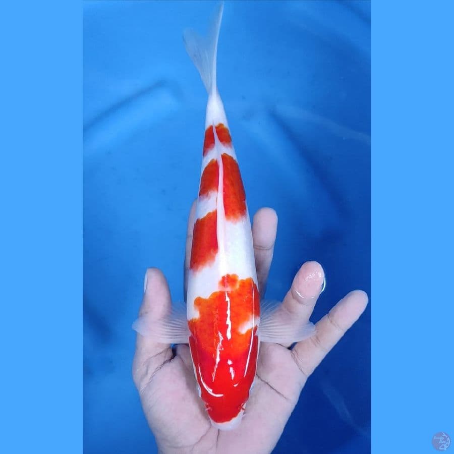 27CM # KOHAKU MANTAP MALE