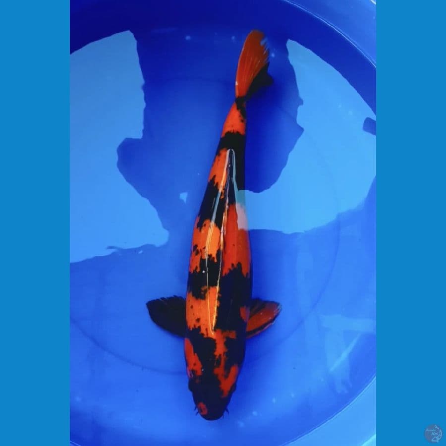 hiutsuri sq 49cm