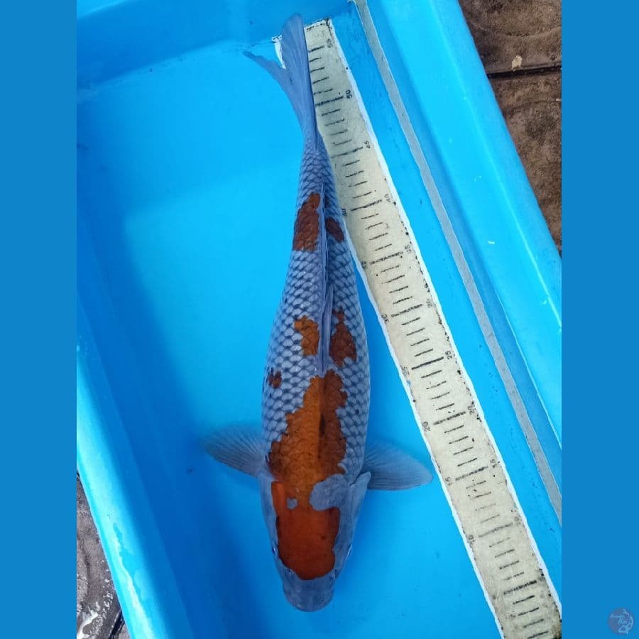 50bu ochiba female