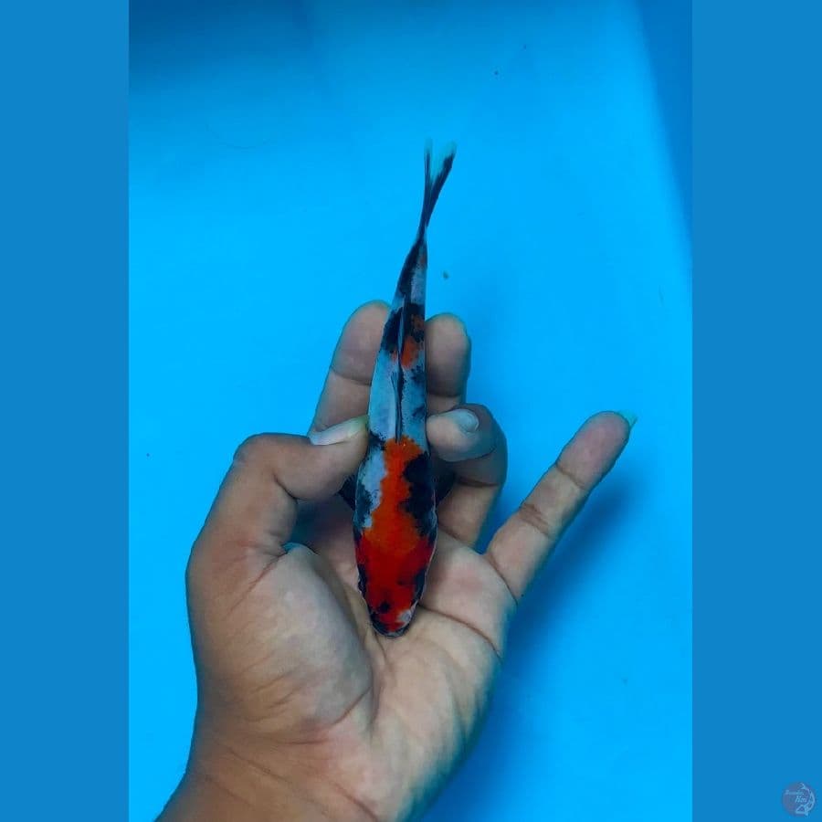 SHOWA 15cm