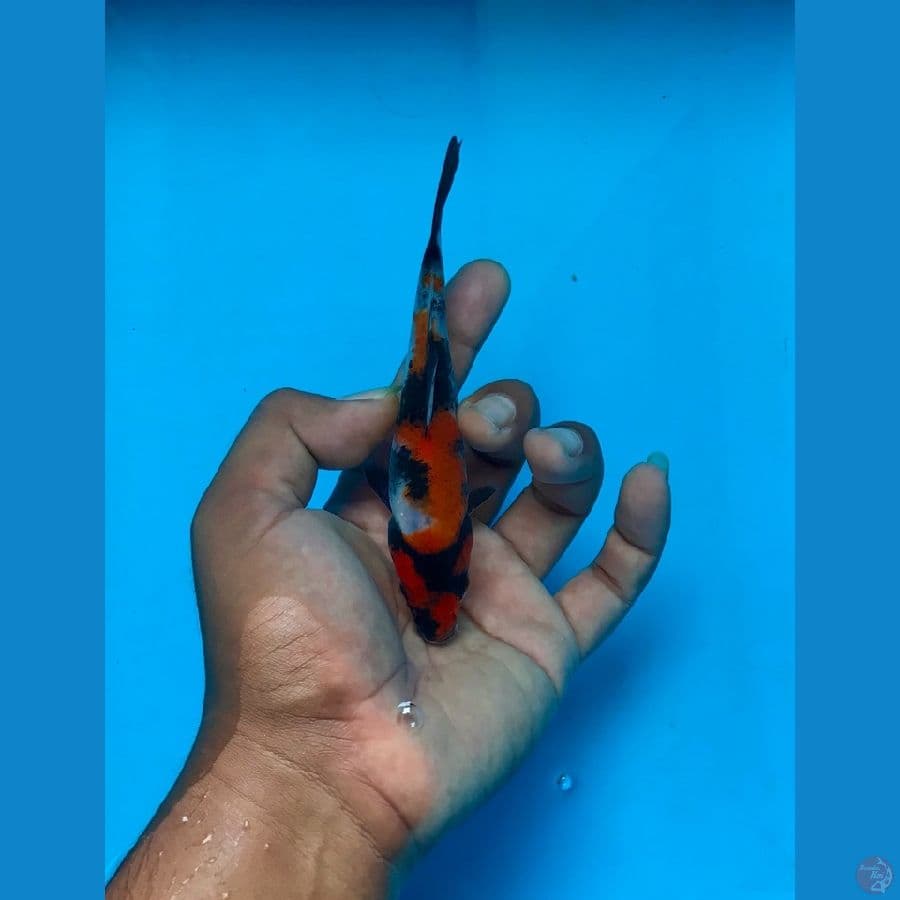 SHOWA 15cm
