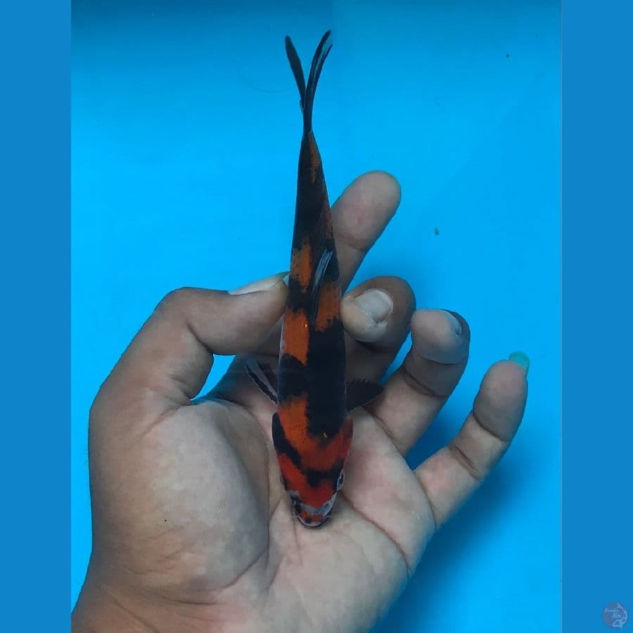 SHOWA 16cm
