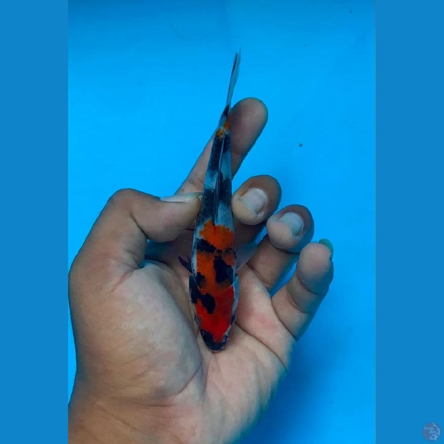 SHOWA 14cm