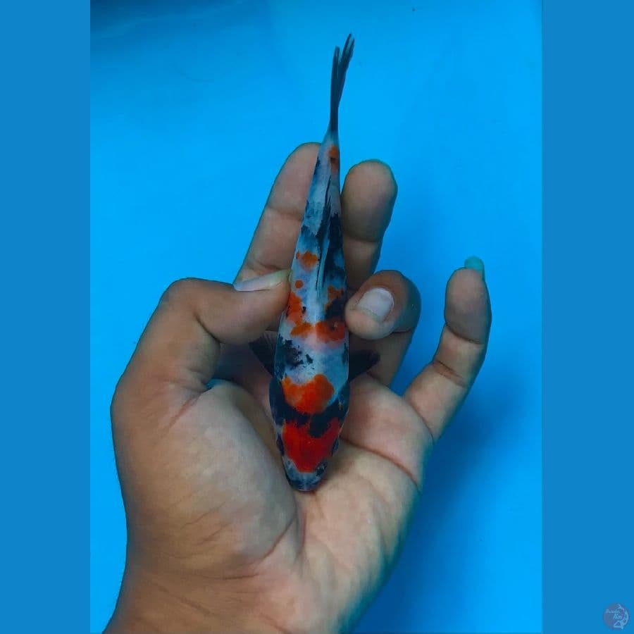 SHOWA 15cm
