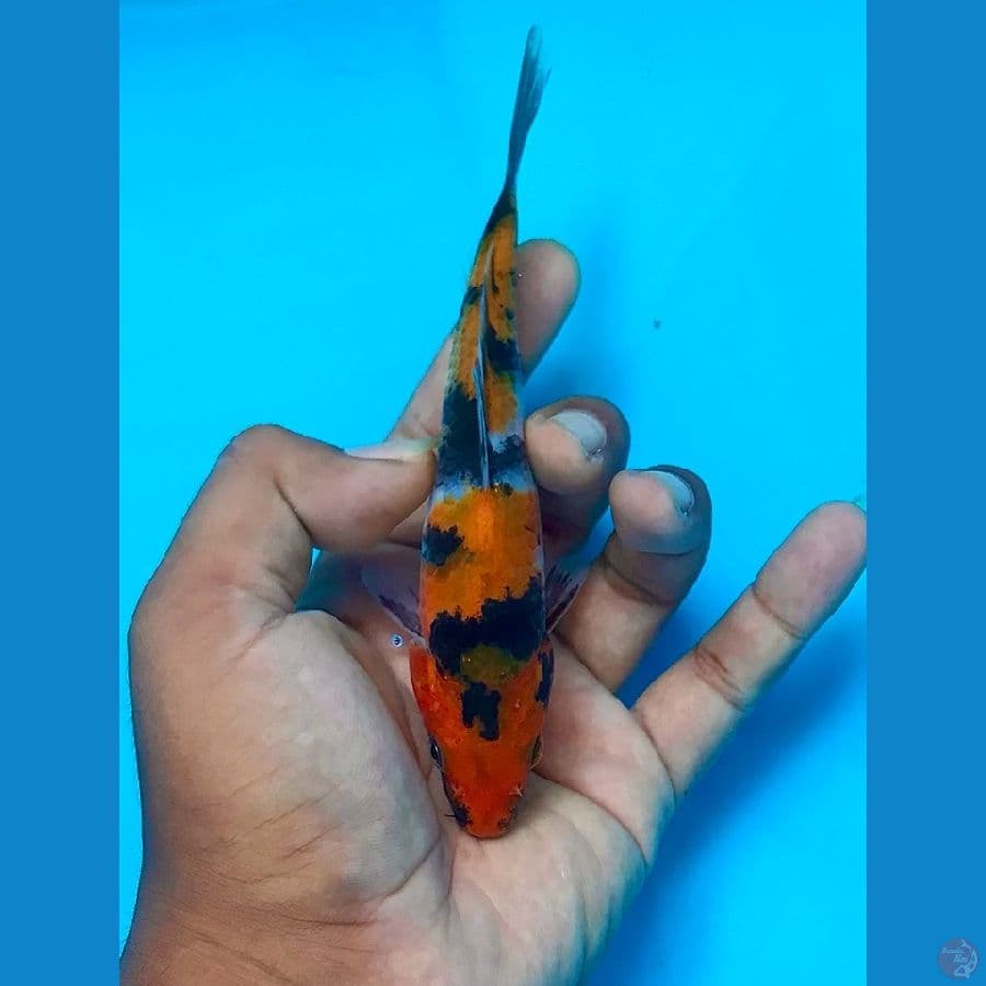 SHOWA 15cm