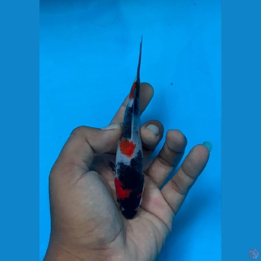 SHOWA 15cm