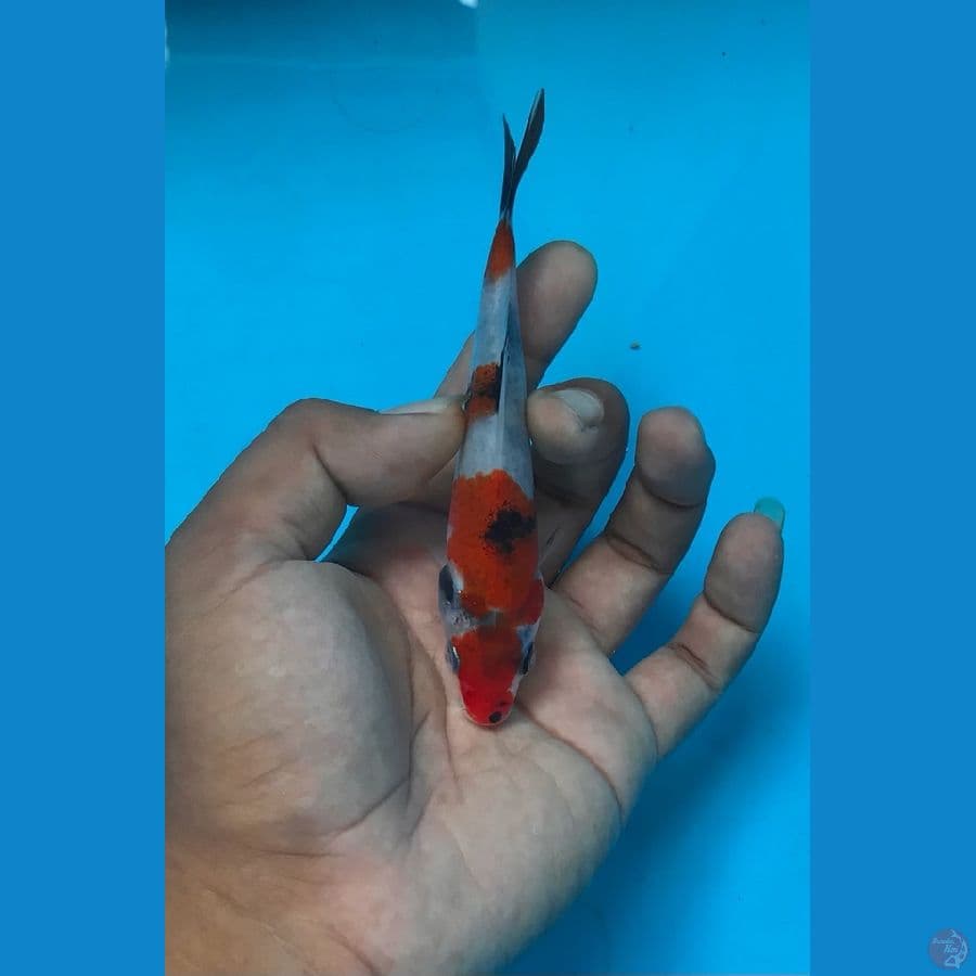 SHOWA 14cm