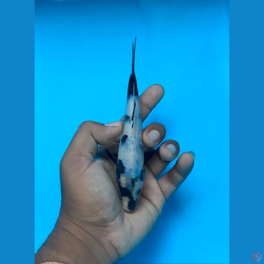 SHIRO 16cm