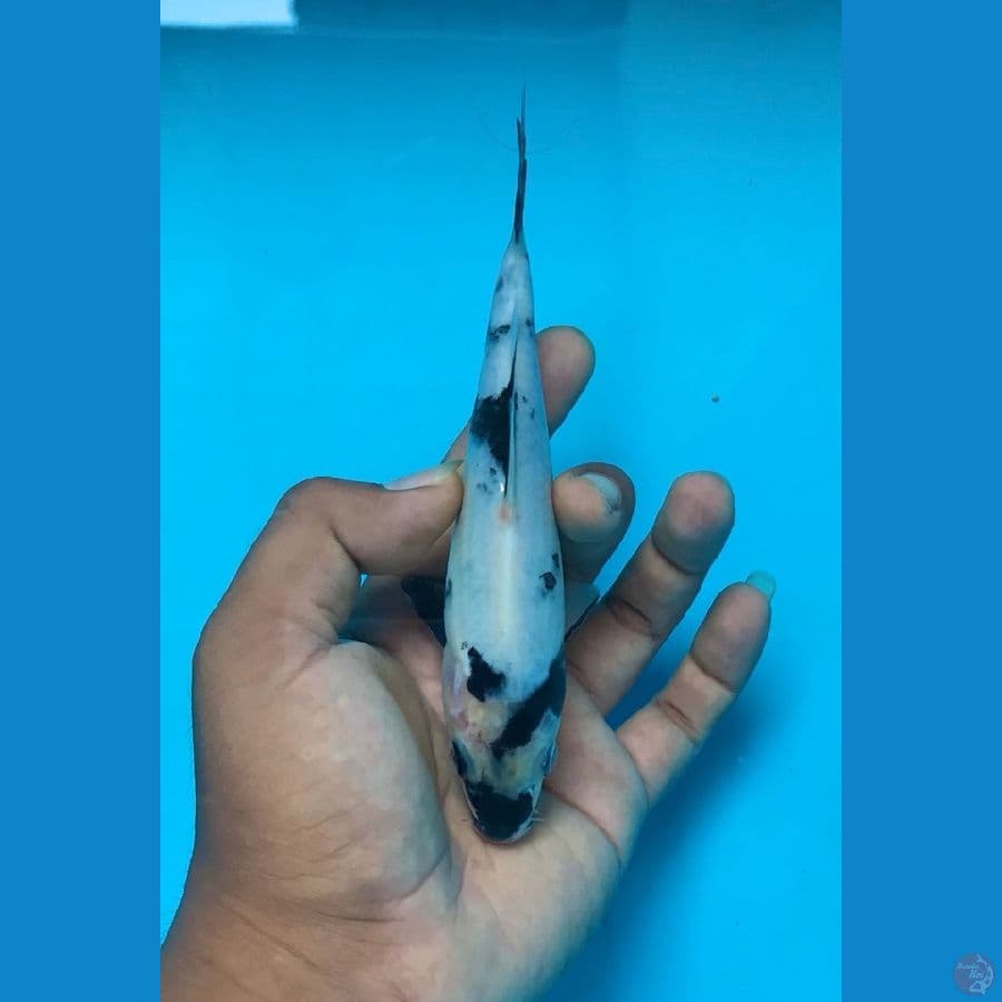 SHIRO 17cm